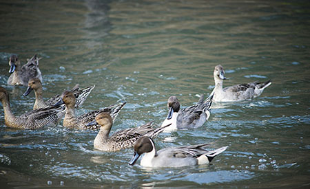 全自動(dòng)加藥裝置怎么降低養(yǎng)鴨廢水的COD?(圖文) 全自動(dòng)加藥裝置怎么降低養(yǎng)鴨廢水的COD?(圖文)