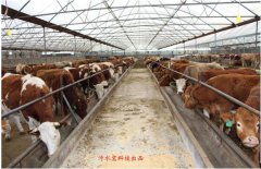 牛糞的營養價值以及六種用途(圖) 牛糞的營養價值以及六種用途(圖)